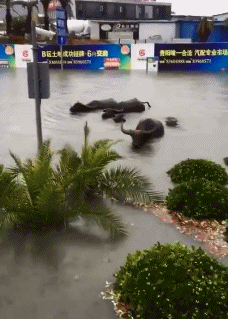 女朋友|非常雷人的GIF动图：这么戏耍自己的女朋友，真的好吗