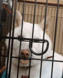 众目睽睽|搞笑GIF：这是不是传说的老不正经