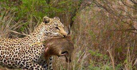 花豹盯上只巨大老鼠简直让人不敢相信