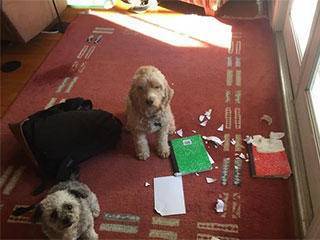 狮子王|搞笑GIF: 小年纪就不学好,敢去偷老爸的烟吸,胆子太大了