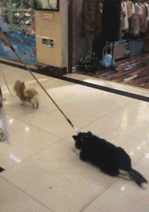 搞笑gif小姐姐跳的真好看呀