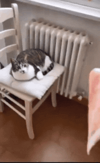 情敌|搞笑GIF:M话题