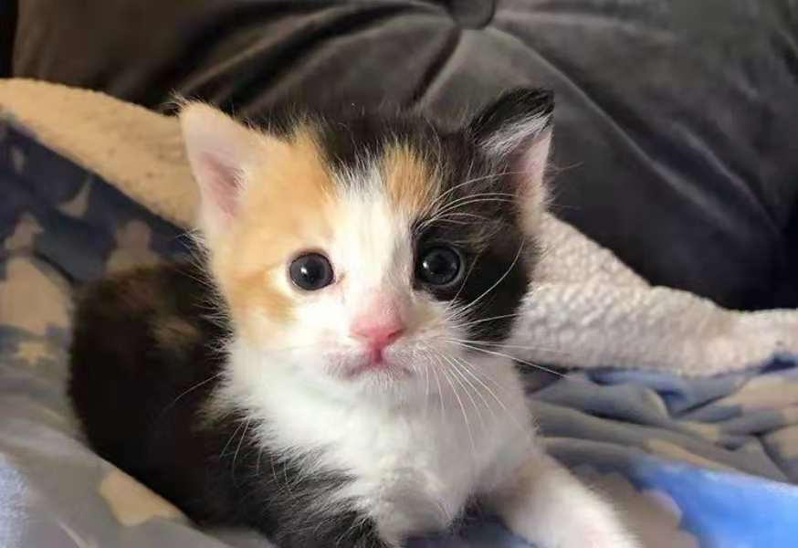 小王|原创 开心一刻笑话:小王给岳父买了一把电动剃须刀,可是一直没被用过