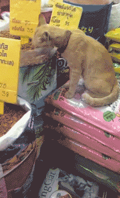 时候|搞笑GIF趣图：上学的时候，你这样偷吃过吗？