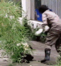 搞笑图片|搞笑图片：南方大雪，最开心的竟然是这群猪~