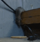 不要|搞笑GIF: 原来烫发是这么烫的, 我读书少你不要骗我