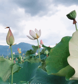 硅胶|搞笑gif,我想这是一个新开的硅胶娃娃,你们要不要这么坑