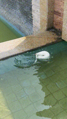 草地|搞笑GIF：这草地有点刺激啊。。。