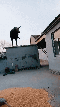 大爷|搞笑GIF：再也不能在一起玩耍了