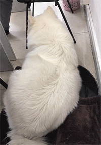 萨摩|搞笑GIF:一对恋人去登记结婚。“做过婚前检查吗？”