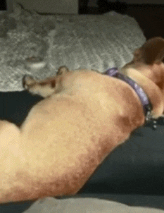 难闻|搞笑GIF：这真是太难闻了，都把我给呛翻了！