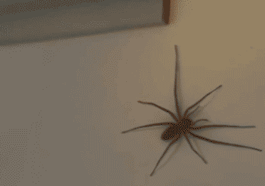 蟾蜍|搞笑GIF趣图：骚年，你别逞强了