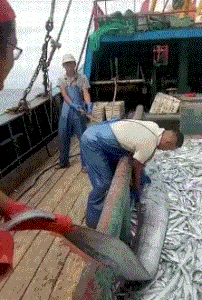 大师|搞笑GIF趣图:大哥，这么大的带鱼还是第一次见到，应该很好吃吧！