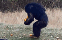 不要|搞笑GIF: 原来烫发是这么烫的, 我读书少你不要骗我