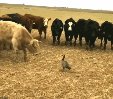 帅哥|搞笑gif：帅哥，你的音乐很嗨嘛~~