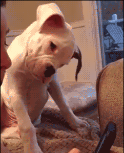 棍子|搞笑GIF:外国妞打架，堪比武林风啊。