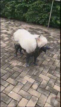 这是|搞笑GIF：女朋友又生气了，我到底该干吗？