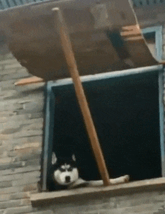 心情|搞笑GIF:这趟生意不在钱多少,关键心情好