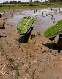 大师|搞笑GIF:看来,又一位大师诞生了!