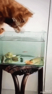 厉害|GIF搞笑趣图:我是让给你玩的,你干什么?一直欺负他!