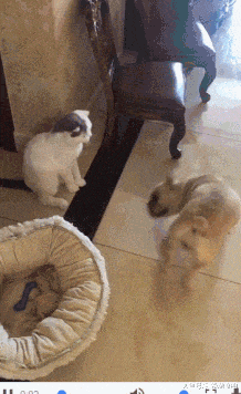 抵抗力|搞笑GIF: 对这种萌萌哒的女生毫无抵抗力