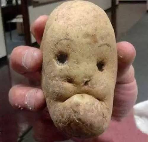 莫言|活捉一枚混进土豆家族里的人类卧底！