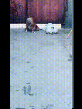 妹子|搞笑GIF趣图：妹子你这俯卧撑跟男朋友学的吧？