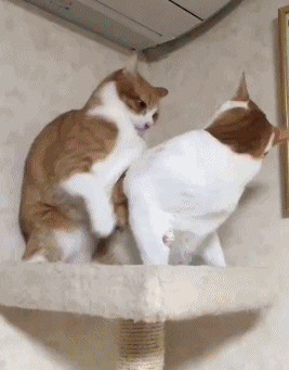 呜呜|搞笑GIF趣图:好了老婆别气了,我错了还不行吗