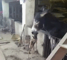 风风雨雨|搞笑GIF:真幸福,爷爷奶奶经历了风风雨雨,还如此相爱
