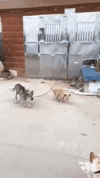 我要|搞笑GIF：等着我，我要来拯救世界了