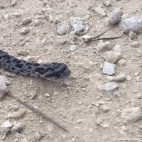 七寸|爆笑GIF:啊!你碰到我的七寸了,我不行了