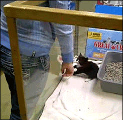 姐姐|爆笑GIF：小姐姐你不能走