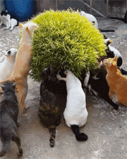 孙大圣|给你一根棍子,你还真把自己当孙大圣了