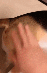 锦旗|搞笑gif: 狗子:你干嘛