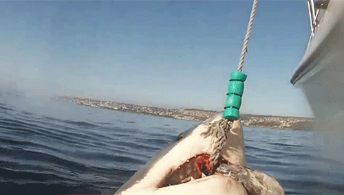 不赖|搞笑GIF:其实它早就知道自己要摔倒,想要和球一起同步