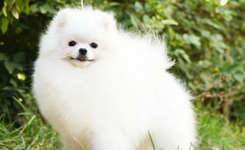 老婆|搞笑小段子:老公,你心里的那只小兔子呢?