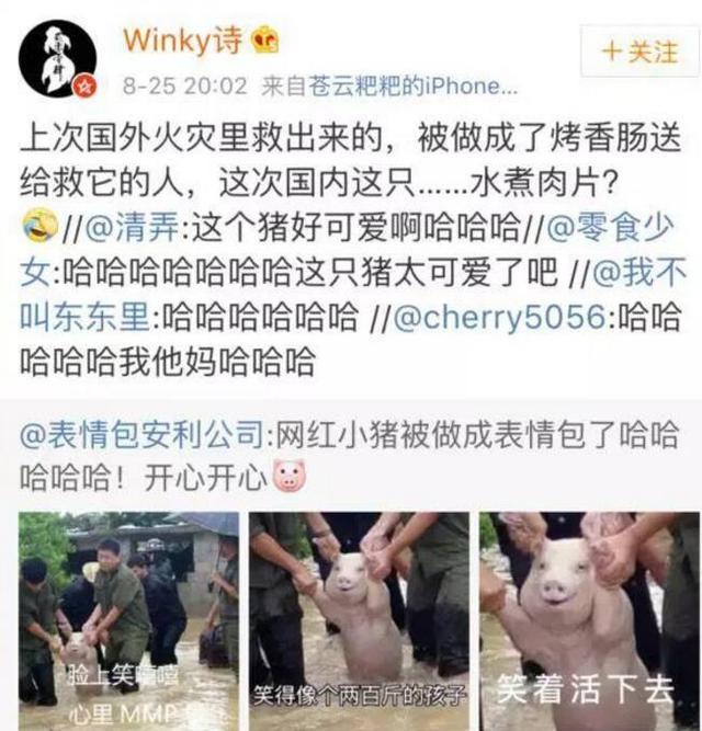 师兄|那只从台风中救出来的猪，被恶搞成表情包了