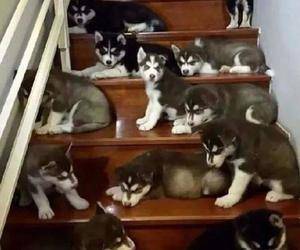 后院|GIF搞笑图集: 自家后院就挺好玩！