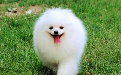 老婆|搞笑小段子:老公,你心里的那只小兔子呢?