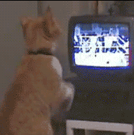 大爷|搞笑GIF:大爷,你这比例是多强悍了!支撑得起你这样玩!