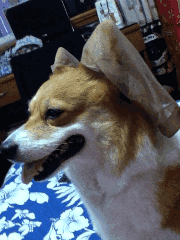 妹子|搞笑gif图：妹子流泪让我心碎