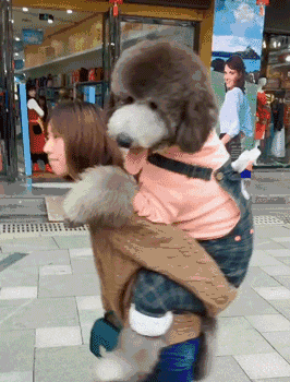 泰迪|搞笑GIF趣图：无敌是多么，多么寂寞！