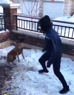 似的|搞笑GIF:就好像谁没有宠物似的!