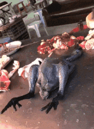 只要功夫深|搞笑GIF：我有点懵呀！