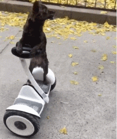 一刻|搞笑GIF:这告诉我们,不坚持到最后一刻你永远不知道会发生什么