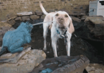 姿势|搞笑GIF趣图:成功的被你喝水的姿势逗笑了