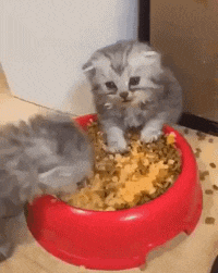 子真|搞笑GIF趣图：妹子，你养的狗子真可爱，能背着篓子逛超市