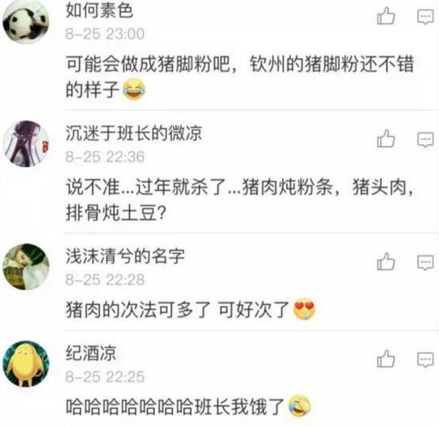 师兄|那只从台风中救出来的猪，被恶搞成表情包了