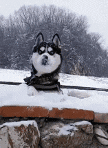 只要功夫深|搞笑GIF：我有点懵呀！