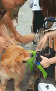 妹子|搞笑GIF：狗：你快放开我，不然我叫了！